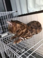 ベンガル【・男の子・2017年6月3日・ブラウンスポテットタビー】