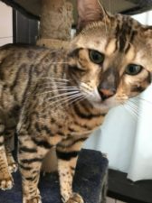 ベンガル【・男の子・2018年7月7日・ブラウンスポテットタビー】