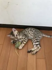 ベンガル【群馬県・女の子・2019年10月23日・ブラウンスポテットタビー】の写真4「ピンぼけでした😅」