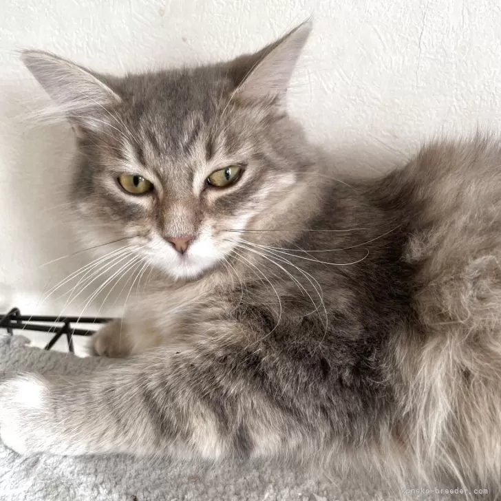 サイベリアン【群馬県・女の子・2025年4月30日・ブルータビー】の写真1