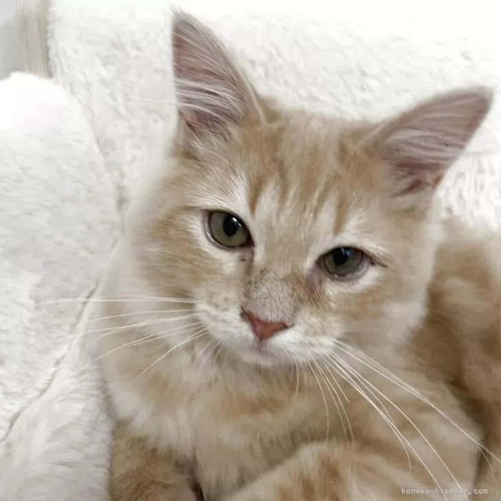 サイベリアン【群馬県・女の子・2025年4月8日・クリームタビー】の写真1