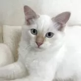 サイベリアン