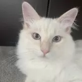サイベリアン