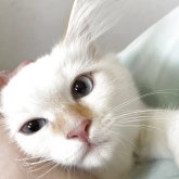 サイベリアン