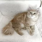 サイベリアン【群馬県・女の子・2025年4月8日・クリームタビー】の写真2