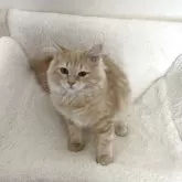 サイベリアン【群馬県・女の子・2025年4月8日・クリームタビー】の写真4