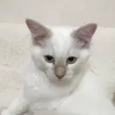 サイベリアン【群馬県・男の子・2025年4月8日・ホワイトアンドレッドポイント】の写真5