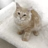 サイベリアン【群馬県・女の子・2025年4月8日・クリームタビー】の写真6