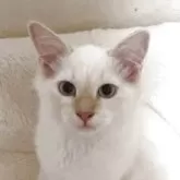 サイベリアン【群馬県・男の子・2025年4月8日・ホワイトアンドレッドポイント】の写真6