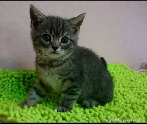 ちゃまくん♡ 様のお迎えした子猫