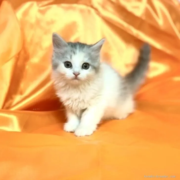 ID：2310-01230の子猫