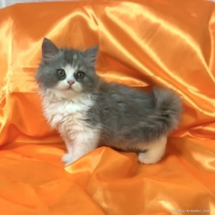 N.H 様のお迎えした子猫