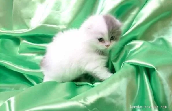ID:1803-00232の子猫