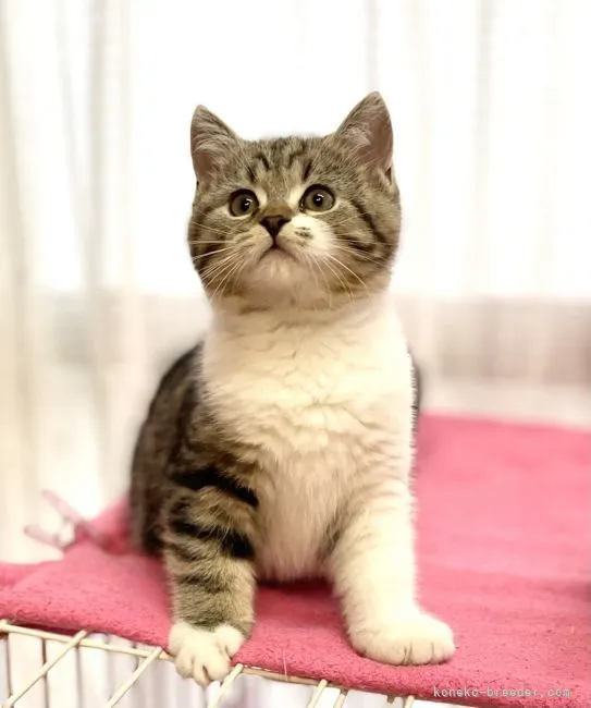 ID：2110-02031の子猫