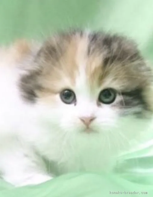 とらざる 様のお迎えした子猫