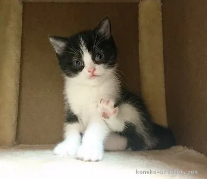 ジロさん 様のお迎えした子猫