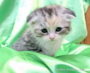 ID：1905-00280の子猫