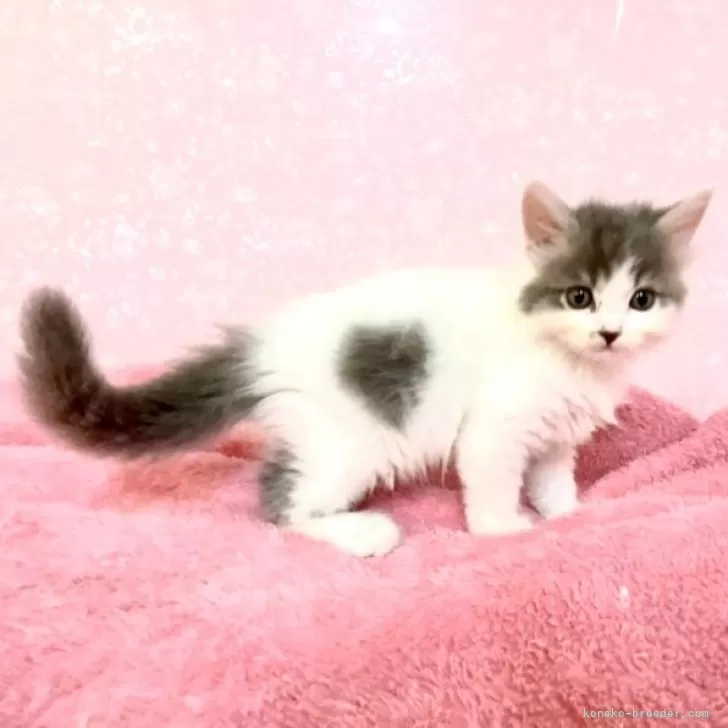 ID：2407-03357の子猫