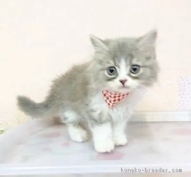 ID：1808-01183の子猫