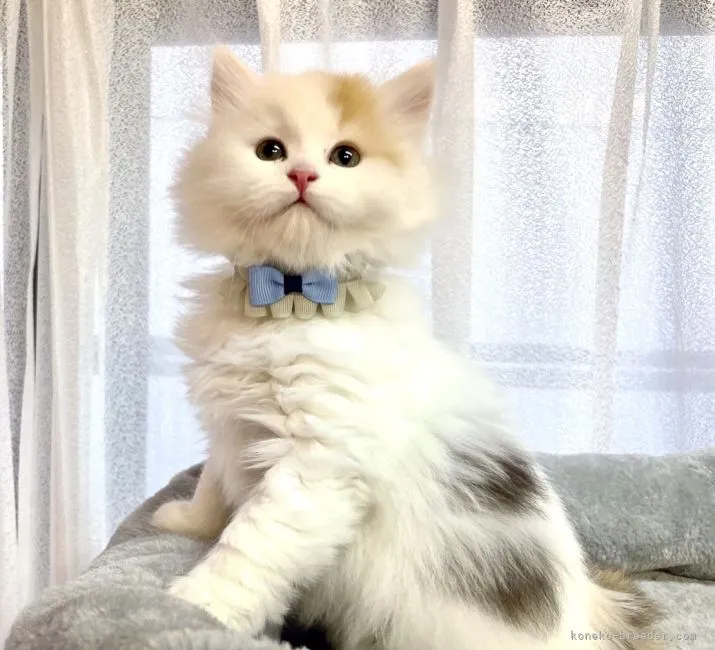 ID：2204-01356の子猫