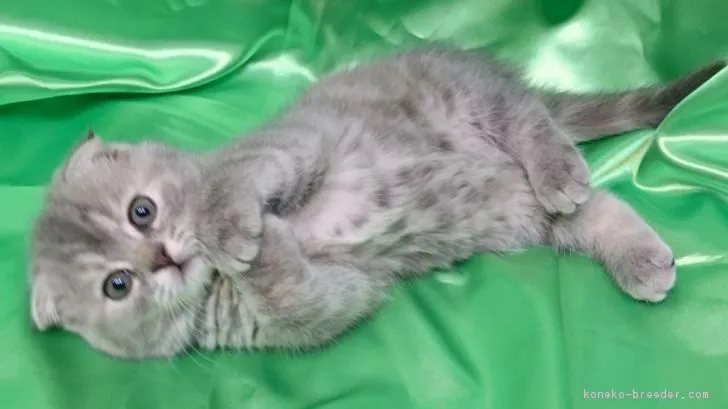 ID：1802-00171の子猫