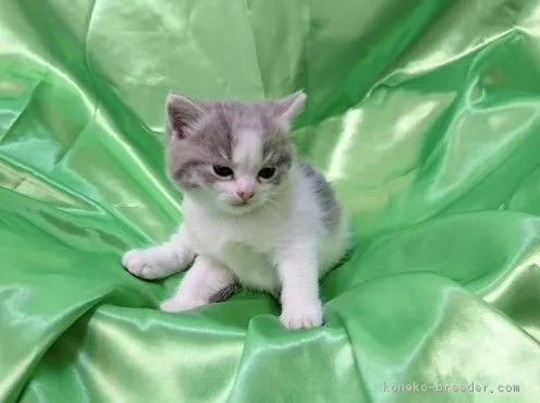 ID：1807-01100の子猫
