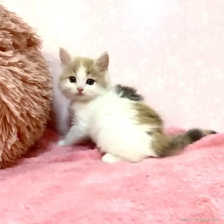 ID:2407-03362の子猫