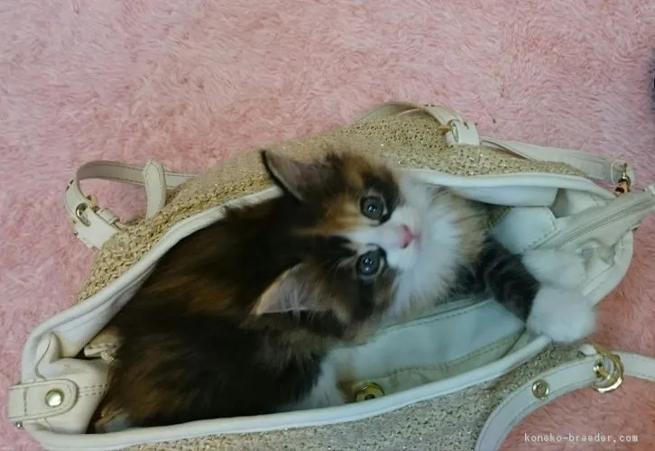 kazupapa23 様のお迎えした子猫