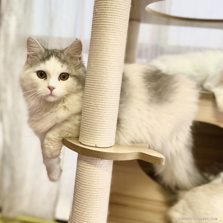 タッキー 様のお迎えした子猫