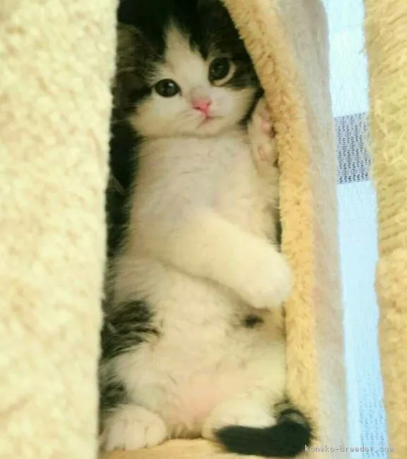 ID：1703-00588の子猫