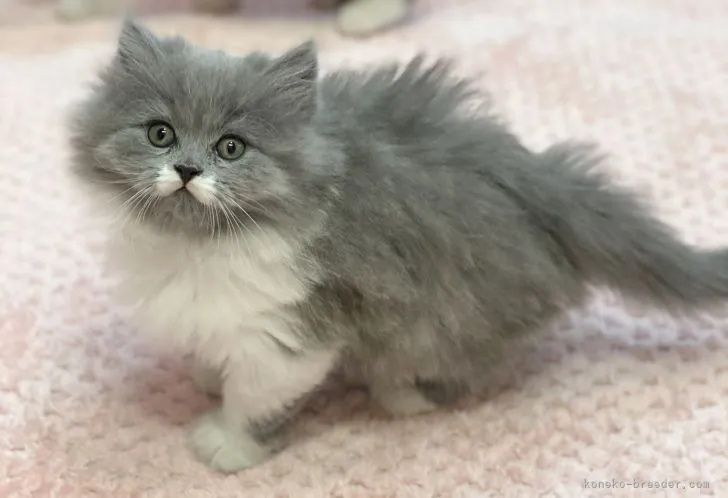 ID：2103-01713の子猫