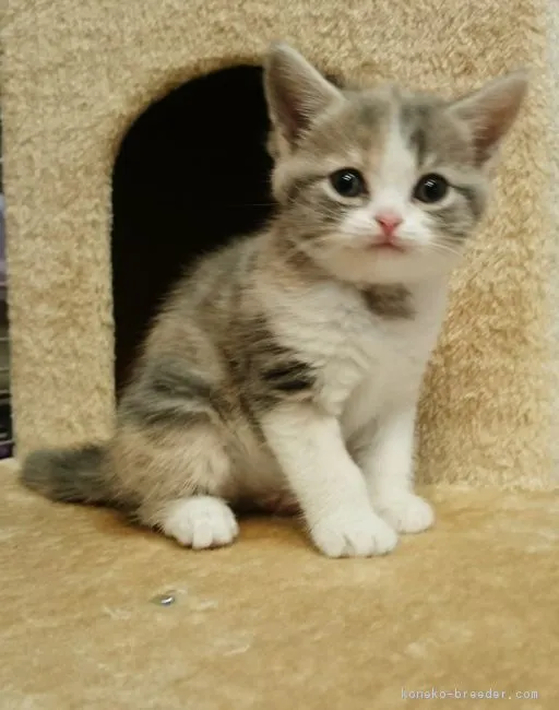 ID:1703-00713の子猫