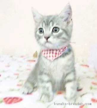 クミクミ 様のお迎えした子猫