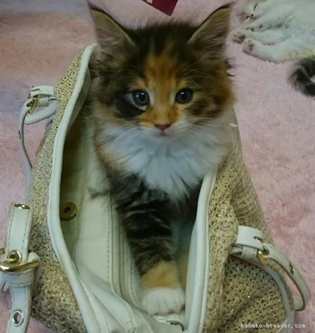 ID：1608-00188の子猫