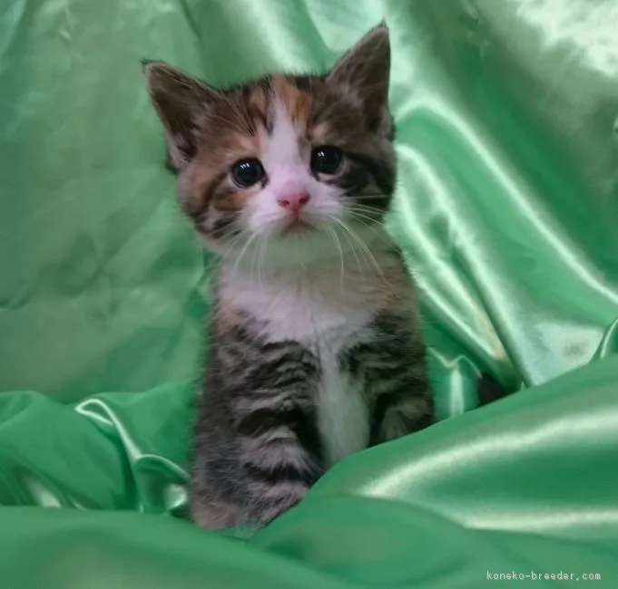 ID:1610-00501の子猫