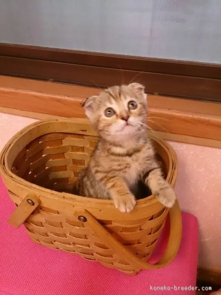 ID：1507-00116の子猫