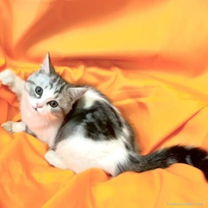 しるこ 様のお迎えした子猫