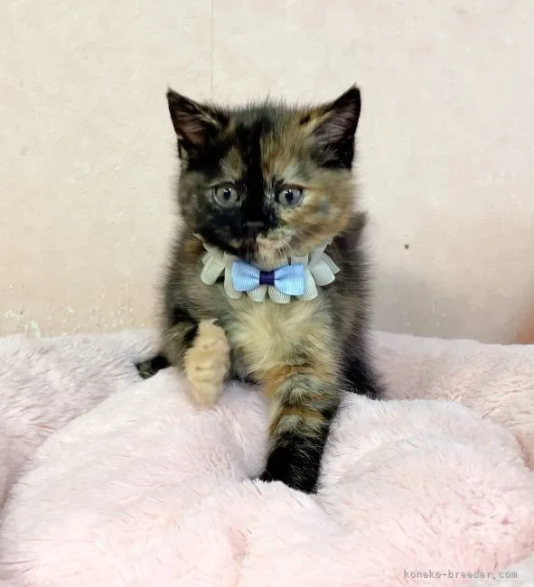 ID：2204-01354の子猫