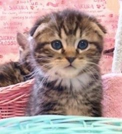 スコティッシュフォールド(折れ耳)【福岡県・男の子・2017年11月17日・ブラウンタビー】の写真「つぶらな瞳の王子様(*^^*)」