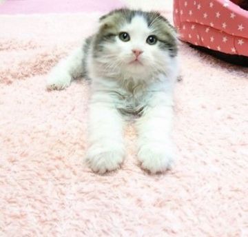 スコティッシュフォールド(折れ耳)【福岡県・男の子・2017年11月17日・ブラウンホワイト】の写真「癒し系王子様(#^.^#)」