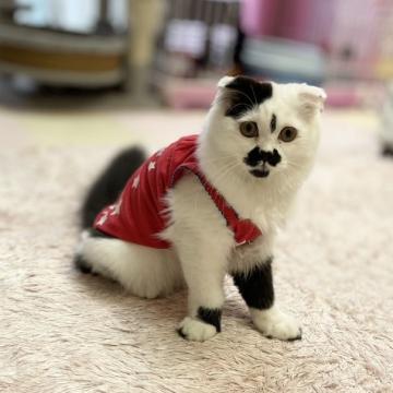 スコティッシュフォールド(折れ耳)【福岡県・男の子・2022年5月5日・ブラックホワイト】の写真「癒しの甘えん坊髭男爵😊２回目ワクチン済」