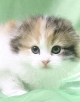 スコティッシュフォールド(折れ耳)【福岡県・女の子・2018年11月1日・キャリコ】の写真「オテンバお姫様(#^.^#)  ワクチン２回済」