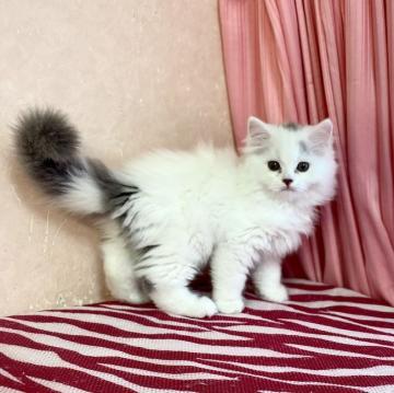 スコティッシュフォールド(立ち耳)【福岡県・男の子・2022年5月5日・ブルーホワイト】の写真「甘えん坊王子様😊２回目ワクチン済」