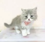 スコティッシュフォールド(立ち耳)【福岡県・男の子・2018年7月1日・ブルーホワイト】の写真1