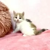 スコティッシュフォールド(立ち耳)【福岡県・女の子・2024年5月22日・キャリコ】の写真1