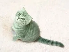 スコティッシュフォールド(折れ耳)【福岡県・男の子・2018年1月18日・ブルータビー】の写真1