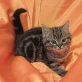 スコティッシュフォールド(立ち耳)【福岡県・男の子・2022年10月30日・ブラウンタビー】の写真1