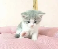 スコティッシュフォールド(立ち耳)【福岡県・女の子・2018年6月18日・ブルーホワイト】の写真2