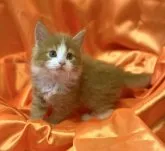 ノルウェージャンフォレストキャット【福岡県・女の子・2023年3月22日・レッドタビーホワイト】の写真3