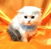 スコティッシュフォールド(折れ耳)【福岡県・男の子・2021年9月11日・ブルーホワイト】の写真3